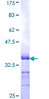 EBF3 / COE3 Protein - 12.5% SDS-PAGE Stained with Coomassie Blue.