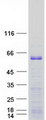 EBF3 / COE3 Protein - Purified recombinant protein EBF3 was analyzed by SDS-PAGE gel and Coomassie Blue Staining