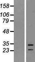 EBI3 / IL-27B Protein - Western validation with an anti-DDK antibody * L: Control HEK293 lysate R: Over-expression lysate