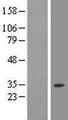 EBLN2 / FLJ10213 Protein - Western validation with an anti-DDK antibody * L: Control HEK293 lysate R: Over-expression lysate