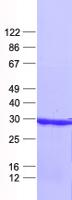 EBLN2 / FLJ10213 Protein