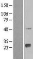 EBS / NAT9 Protein - Western validation with an anti-DDK antibody * L: Control HEK293 lysate R: Over-expression lysate