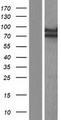 ECD Protein - Western validation with an anti-DDK antibody * L: Control HEK293 lysate R: Over-expression lysate