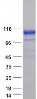 ECE-1 Protein - Purified recombinant protein ECE1 was analyzed by SDS-PAGE gel and Coomassie Blue Staining