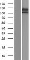 ECE2 Protein - Western validation with an anti-DDK antibody * L: Control HEK293 lysate R: Over-expression lysate