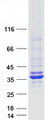 ECH1 Protein - Purified recombinant protein ECH1 was analyzed by SDS-PAGE gel and Coomassie Blue Staining