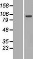 ECT2 Protein - Western validation with an anti-DDK antibody * L: Control HEK293 lysate R: Over-expression lysate