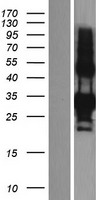 EDA2R / XEDAR Protein - Western validation with an anti-DDK antibody * L: Control HEK293 lysate R: Over-expression lysate