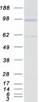EDAG / HEMGN Protein - Purified recombinant protein HEMGN was analyzed by SDS-PAGE gel and Coomassie Blue Staining
