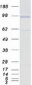 EDAG / HEMGN Protein - Purified recombinant protein HEMGN was analyzed by SDS-PAGE gel and Coomassie Blue Staining