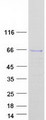 EDC3 Protein - Purified recombinant protein EDC3 was analyzed by SDS-PAGE gel and Coomassie Blue Staining