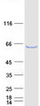 EDC3 Protein - Purified recombinant protein EDC3 was analyzed by SDS-PAGE gel and Coomassie Blue Staining