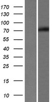 EDEM1 / EDEM Protein - Western validation with an anti-DDK antibody * L: Control HEK293 lysate R: Over-expression lysate