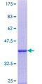 EDEM1 / EDEM Protein - 12.5% SDS-PAGE Stained with Coomassie Blue.