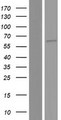 EDEM2 Protein - Western validation with an anti-DDK antibody * L: Control HEK293 lysate R: Over-expression lysate