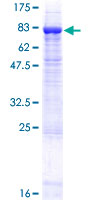 EDEM2 Protein - 12.5% SDS-PAGE of human EDEM2 stained with Coomassie Blue