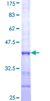 EDEM2 Protein - 12.5% SDS-PAGE Stained with Coomassie Blue.
