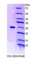 EDF1 / MBF1 Protein - Recombinant Endothelial Differentiation Related Factor 1 By SDS-PAGE