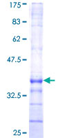 EDIL3 / DEL1 Protein - 12.5% SDS-PAGE Stained with Coomassie Blue.