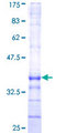 EDIL3 / DEL1 Protein - 12.5% SDS-PAGE Stained with Coomassie Blue.
