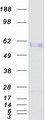 EDIL3 / DEL1 Protein - Purified recombinant protein EDIL3 was analyzed by SDS-PAGE gel and Coomassie Blue Staining