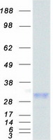 EDN1 / Endothelin 1 Protein - Purified recombinant protein EDN1 was analyzed by SDS-PAGE gel and Coomassie Blue Staining