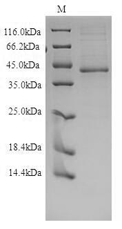EDNRB / Endothelin B Receptor Protein - (Tris-Glycine gel) Discontinuous SDS-PAGE (reduced) with 5% enrichment gel and 15% separation gel.