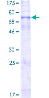 EDNRB / Endothelin B Receptor Protein - 12.5% SDS-PAGE of human EDNRB stained with Coomassie Blue