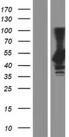 EDR / PEG10 Protein - Western validation with an anti-DDK antibody * L: Control HEK293 lysate R: Over-expression lysate