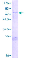EDR / PEG10 Protein - 12.5% SDS-PAGE of human PEG10 stained with Coomassie Blue