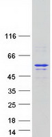 EDR / PEG10 Protein - Purified recombinant protein PEG10 was analyzed by SDS-PAGE gel and Coomassie Blue Staining