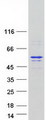 EDR / PEG10 Protein - Purified recombinant protein PEG10 was analyzed by SDS-PAGE gel and Coomassie Blue Staining