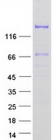 EDRF1 / C10orf137 Protein - Purified recombinant protein EDRF1 was analyzed by SDS-PAGE gel and Coomassie Blue Staining