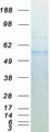 EED Protein - Purified recombinant protein EED was analyzed by SDS-PAGE gel and Coomassie Blue Staining