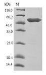 EEF1A1 Protein - (Tris-Glycine gel) Discontinuous SDS-PAGE (reduced) with 5% enrichment gel and 15% separation gel.