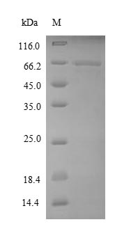 EEF1A1 Protein - (Tris-Glycine gel) Discontinuous SDS-PAGE (reduced) with 5% enrichment gel and 15% separation gel.