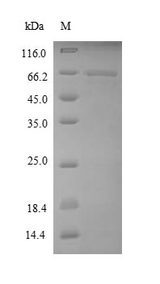 EEF1A1 Protein - (Tris-Glycine gel) Discontinuous SDS-PAGE (reduced) with 5% enrichment gel and 15% separation gel.