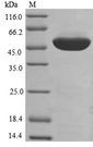 EEF1A1 Protein - (Tris-Glycine gel) Discontinuous SDS-PAGE (reduced) with 5% enrichment gel and 15% separation gel.