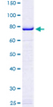 EEF1A1 Protein - 12.5% SDS-PAGE of human EEF1A1 stained with Coomassie Blue