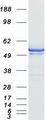 EEF1A1 Protein - Purified recombinant protein EEF1A1 was analyzed by SDS-PAGE gel and Coomassie Blue Staining