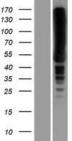 EEF1A2 Protein - Western validation with an anti-DDK antibody * L: Control HEK293 lysate R: Over-expression lysate