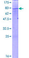 EEF1A2 Protein - 12.5% SDS-PAGE of human EEF1A2 stained with Coomassie Blue