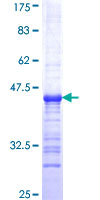 EEF1D Protein - 12.5% SDS-PAGE Stained with Coomassie Blue.
