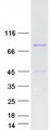 EEF1D Protein - Purified recombinant protein EEF1D was analyzed by SDS-PAGE gel and Coomassie Blue Staining