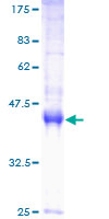 EEF1E1 / AIMP3 Protein - 12.5% SDS-PAGE of human EEF1E1 stained with Coomassie Blue
