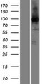 EEF2 / Elongation Factor 2 Protein - Western validation with an anti-DDK antibody * L: Control HEK293 lysate R: Over-expression lysate