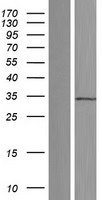 EEF2KMT / FAM86A Protein - Western validation with an anti-DDK antibody * L: Control HEK293 lysate R: Over-expression lysate