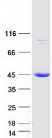 EEF2KMT / FAM86A Protein - Purified recombinant protein EEF2KMT was analyzed by SDS-PAGE gel and Coomassie Blue Staining