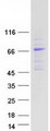 EEPD1 Protein - Purified recombinant protein EEPD1 was analyzed by SDS-PAGE gel and Coomassie Blue Staining