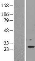 EF1B / EEF1B2 Protein - Western validation with an anti-DDK antibody * L: Control HEK293 lysate R: Over-expression lysate